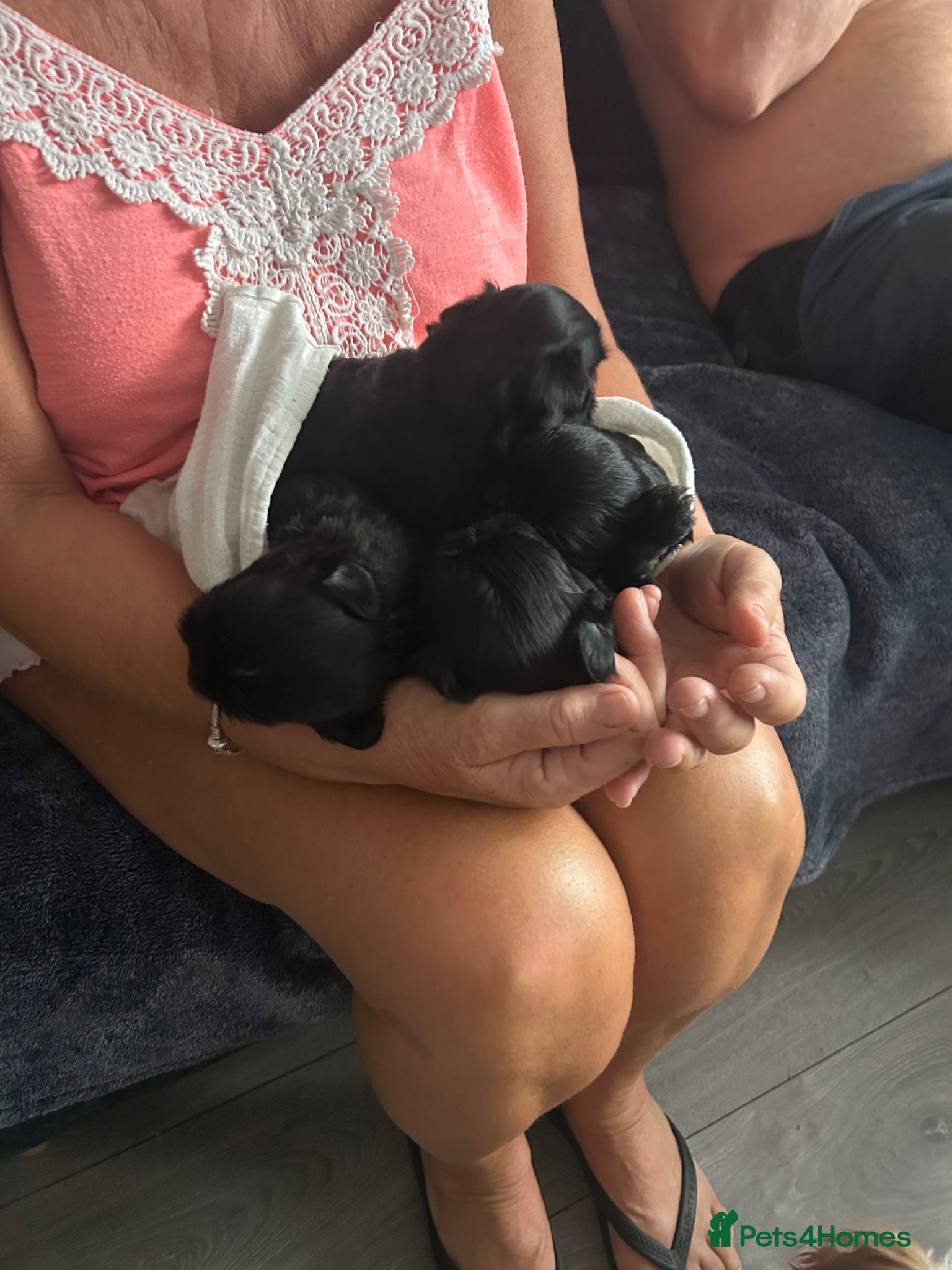 Shih Tzu dogs for sale: Full pedigree imperial Shih ztu - Advert 2