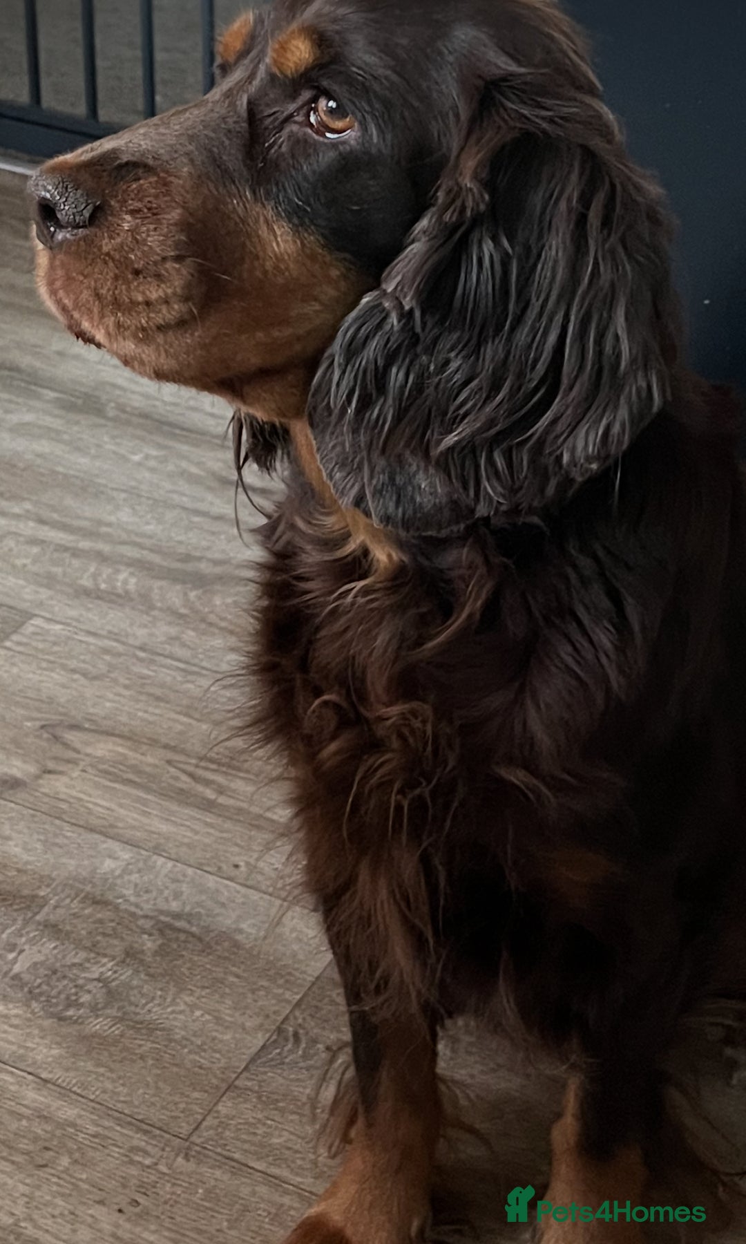 Cockapoo dogs for sale: 8 gorgeous Cockapoos  - Image 12