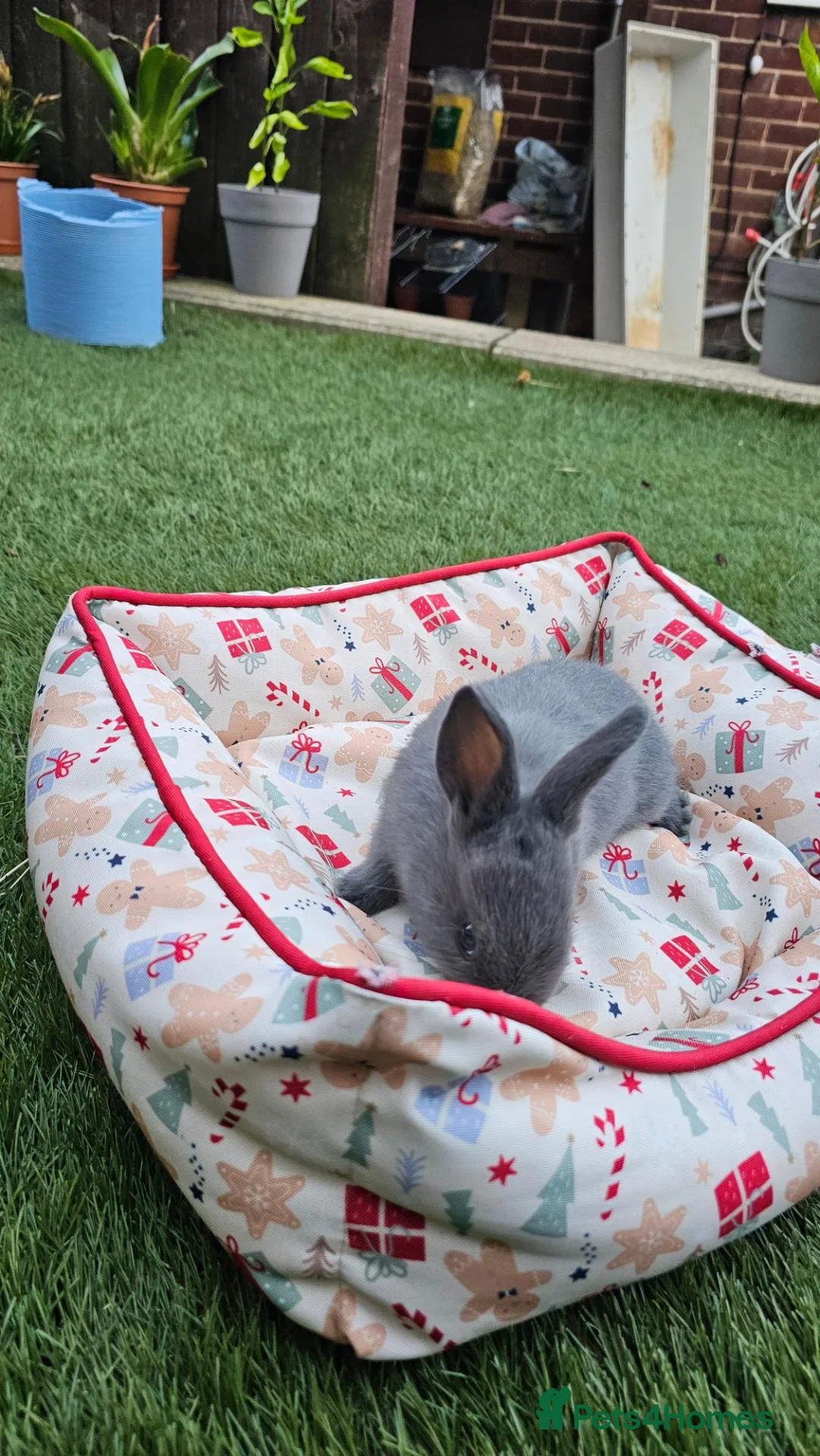 Netherland Dwarf rabbits for sale: Adorable Baby Rabbits for Sale – Beautiful Colours - Advert 1