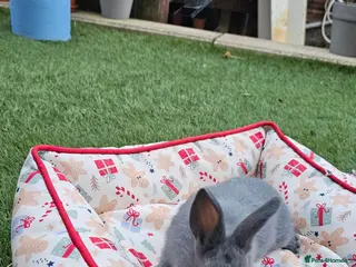 Netherland Dwarf rabbits Adorable Baby Rabbits for Sale – Beautiful Colours - Advert 1