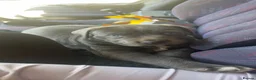 Cane Corso dogs for sale: Cane corso pups - Advert 4
