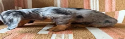 Miniature Dachshund dogs for sale: KC registered Miniature Dachshund Puppies - Advert 13