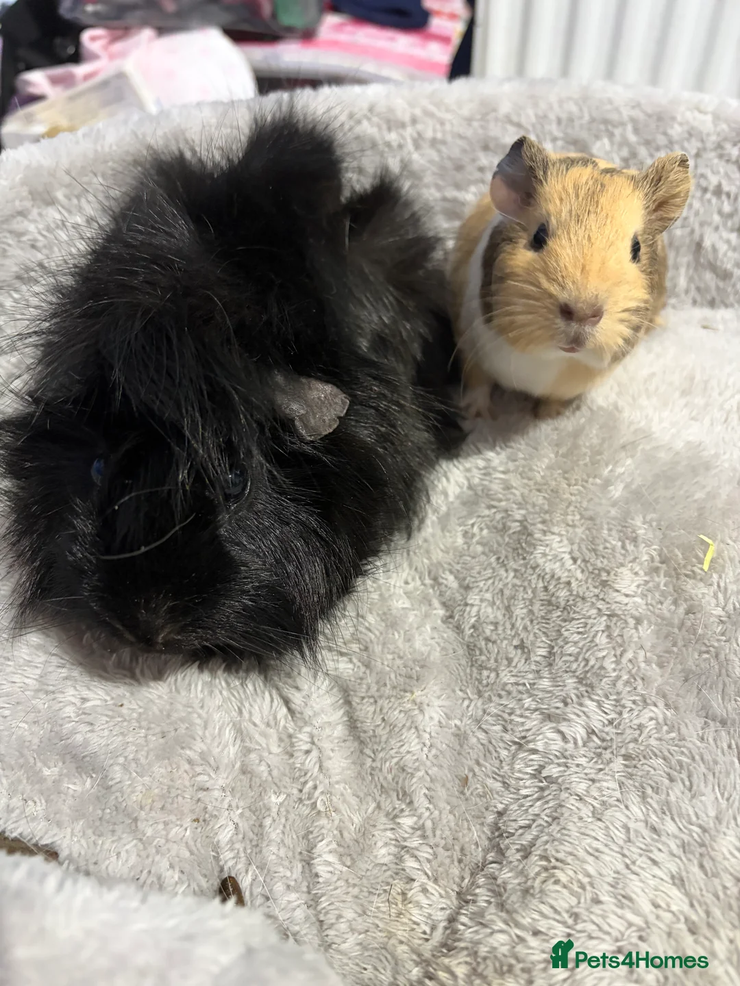 Guinea Pig rodents for sale: Pair of boys for rehoming  in Newcastle upon Tyne - Advert 4