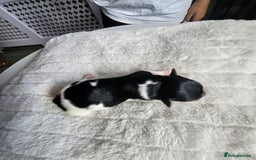 Yorkshire Terrier dogs for sale: 5 szczeniąt York terrier (Biewer) - Image 18