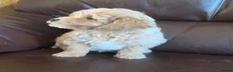 Poochon dogs for sale: Outstanding Poochon puppies  - Advert 20