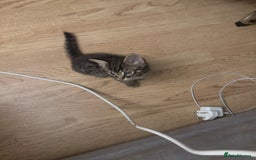 Bengal cats for sale: Cute bengal kittens for sale  - Image 2