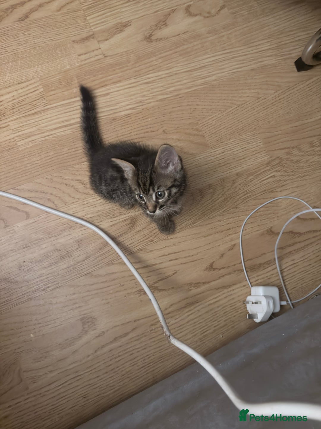 Bengal cats for sale: Cute bengal kittens for sale  - Image 2