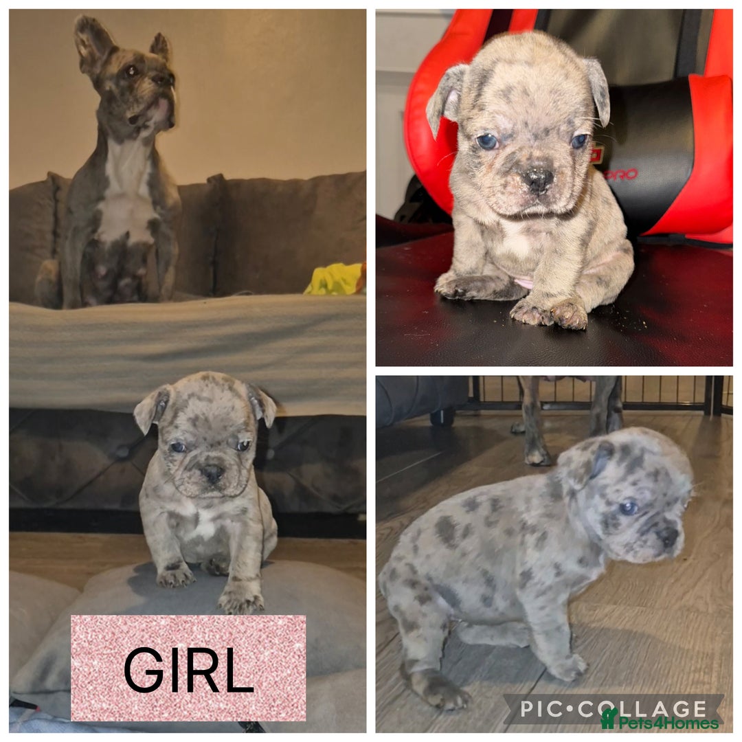 French Bulldog dogs for sale: 5 french bulldogs left!! Ready now! - Advert 17