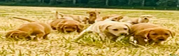 Labrador Retriever dogs for sale: KC Reg Labrador pups Working Traditional Chunky - Advert 16