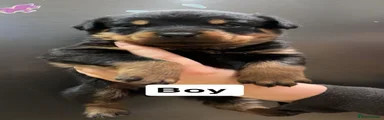 Rottweiler 3