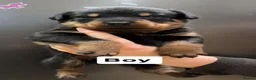 Rottweiler dogs for sale: Rottweiler puppies  - Advert 5
