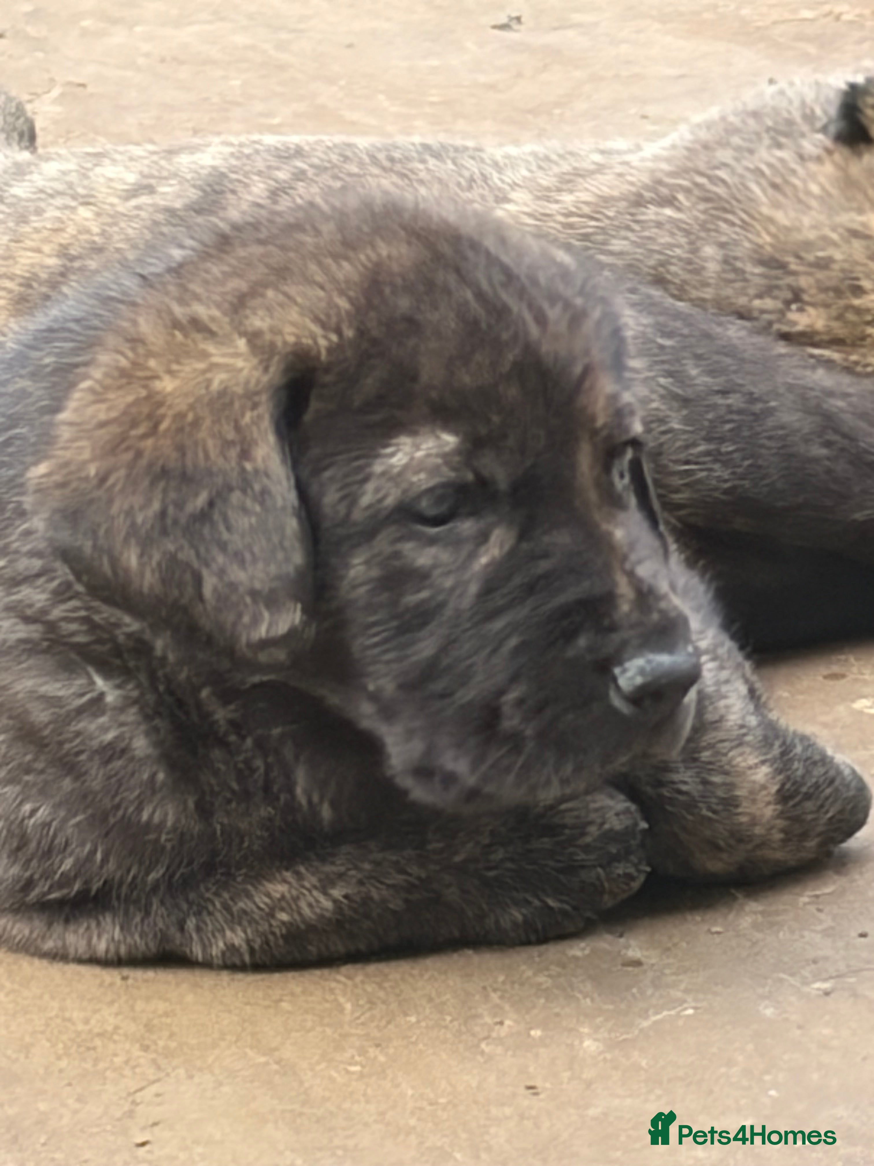 Mixed Breed dogs Pedigree puppies of Portuguese cattle dog - Advert 2