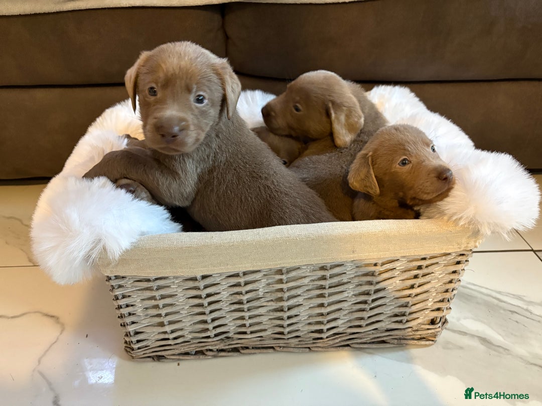 Labrador Retriever dogs for sale: Silver Labrador retriever puppies - Advert 2