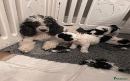 Miniature Poodle dogs for sale: Parti Miniature Poodles - Image 2