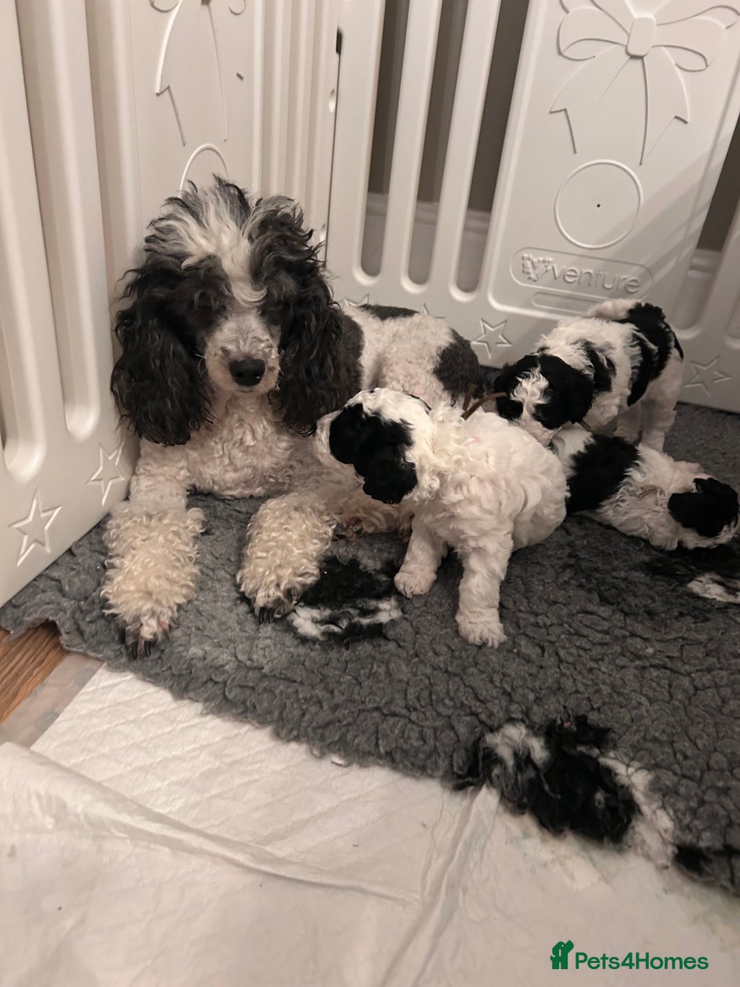 Miniature Poodle dogs for sale: Parti Miniature Poodles - Image 2