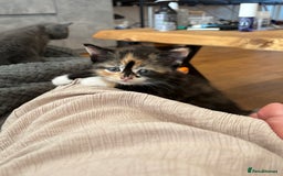 British Shorthair cats for sale: 2 half british short hair kittens left - Image 4