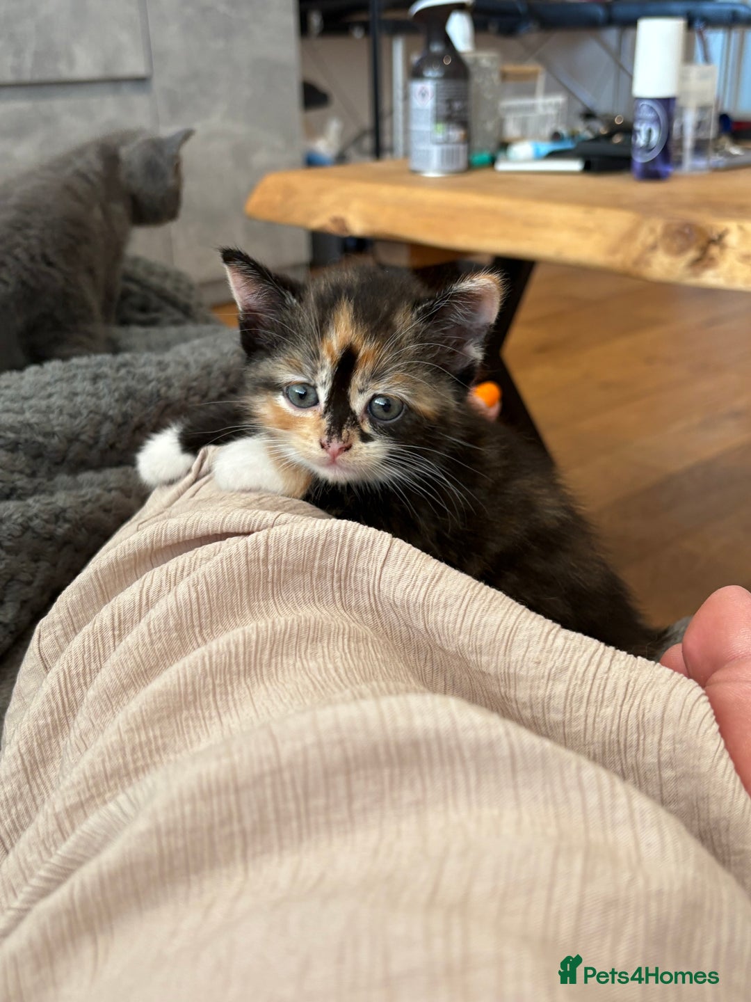 British Shorthair cats for sale: 2 half british short hair kittens left - Image 4