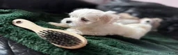 Maltese dogs for sale: >>PUREBRED BEAUTIFULLY MALTESE PUPPIES<< - Advert 4