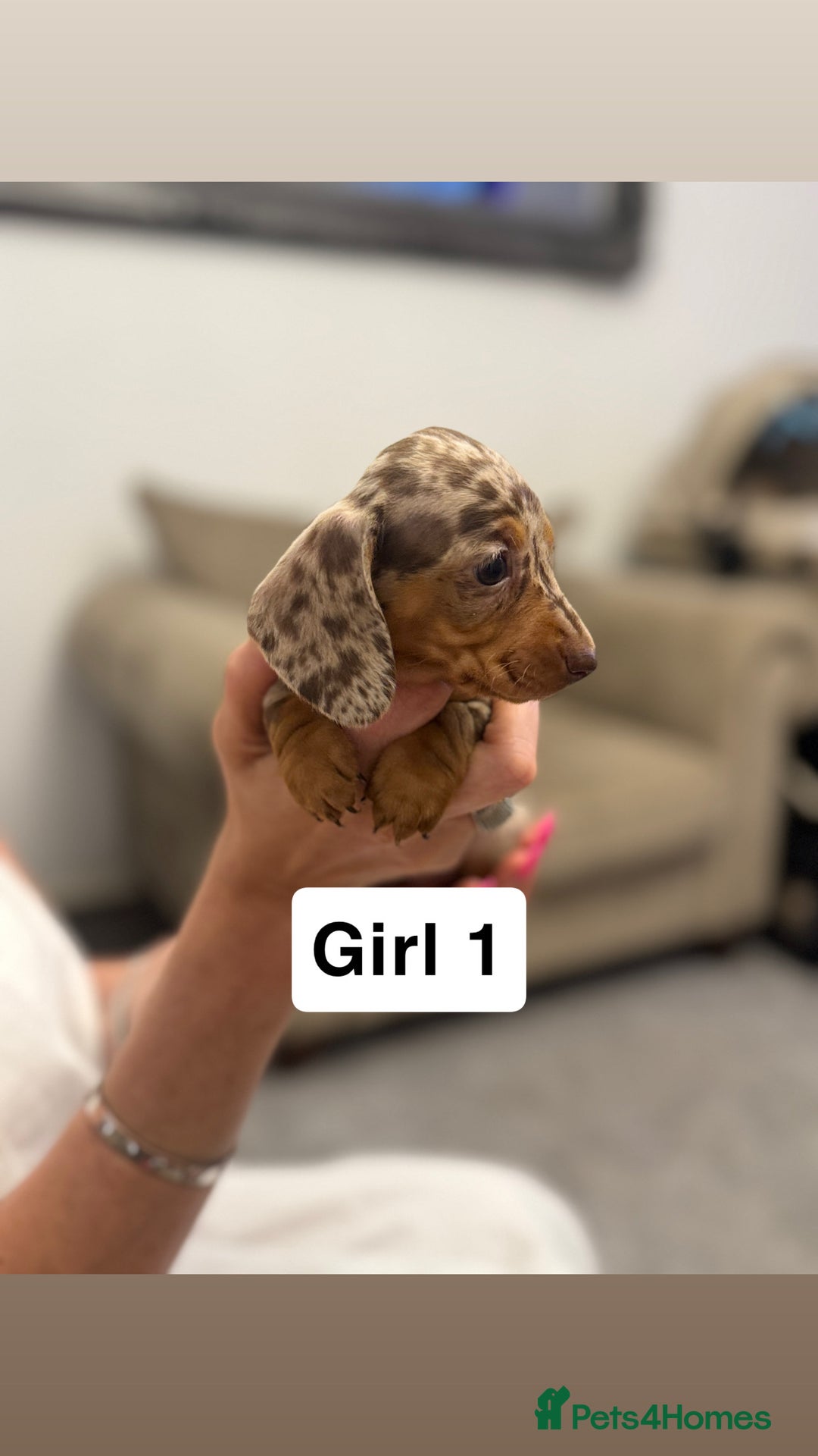 Miniature Dachshund dogs for sale: Stunning baby mini dachshunds  - Image 22