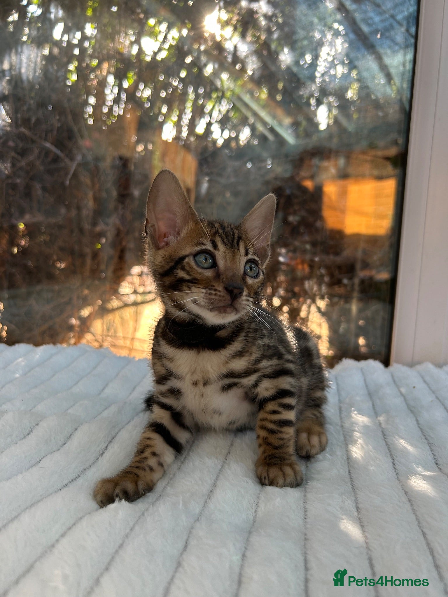 Bengal cats Pure Bengal Kittens ❤️ready for their new home 🏡  - Advert 1