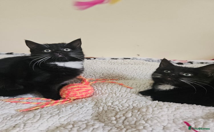 Mixed Breed cats - Advert 13