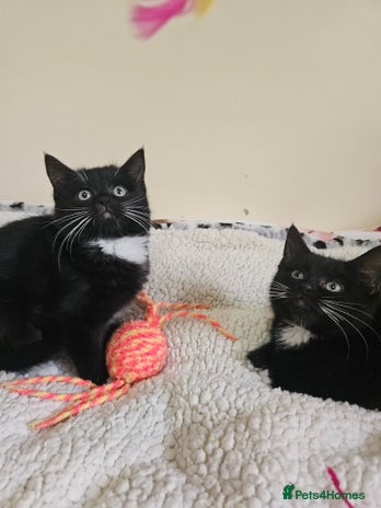 Mixed Breed cats Black & White Kittens 9 weeks old - Advert 8