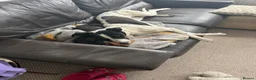 Mixed Breed dogs for sale: Two young dogs  - Advert 7