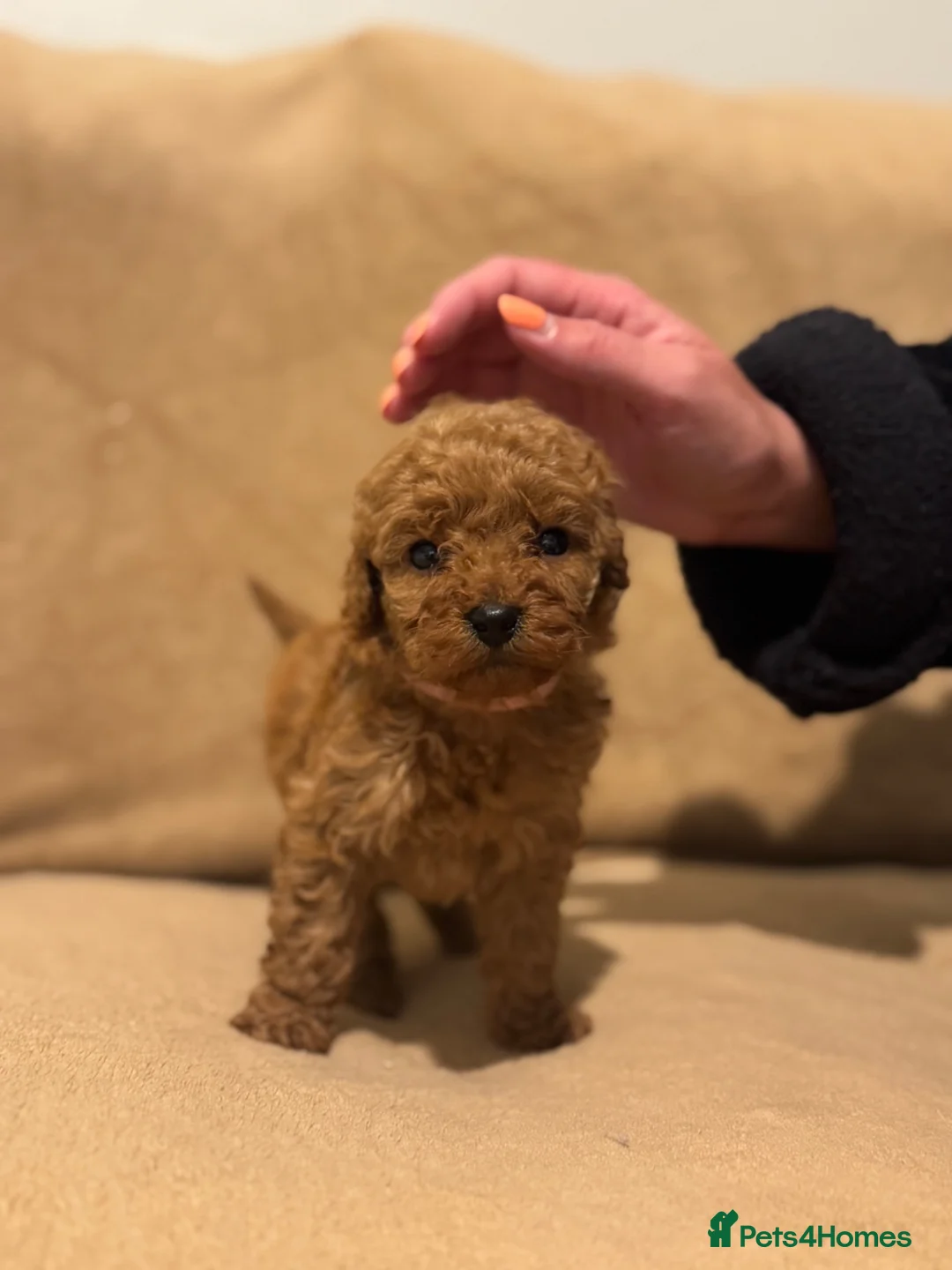 Miniature Poodle dogs for sale: READY TO LEAVE NOW APRICOT MALE £900 - Advert 14