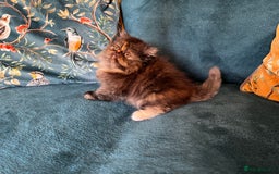 Persian cats for sale: Beautiful Persian Brother & 2 Sisters Available  - Image 16