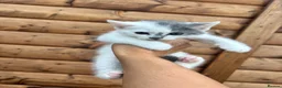 Mixed Breed cats for sale: 5 beautiful kittens  in Royston - Advert 6