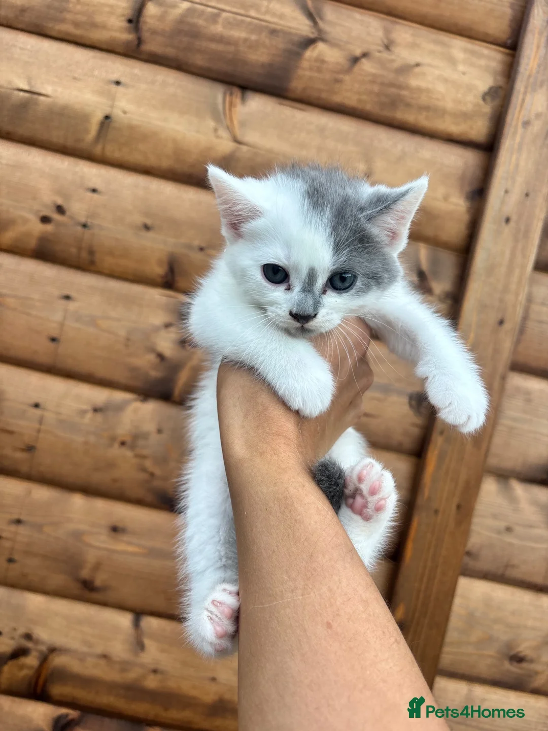 Mixed Breed cats for sale: 5 beautiful kittens  in Royston - Advert 6