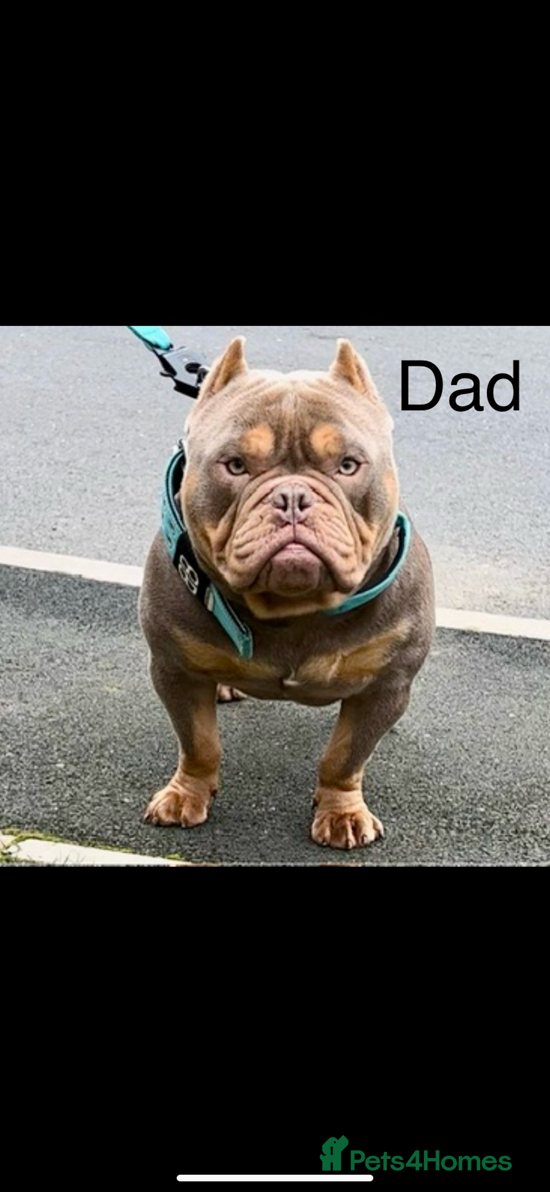 American Bully dogs for sale: Stunning pocket bully litter fully registered  - Image 5