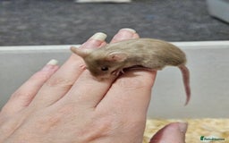 Mouse rodents for sale: Female fancy mice  - Image 13