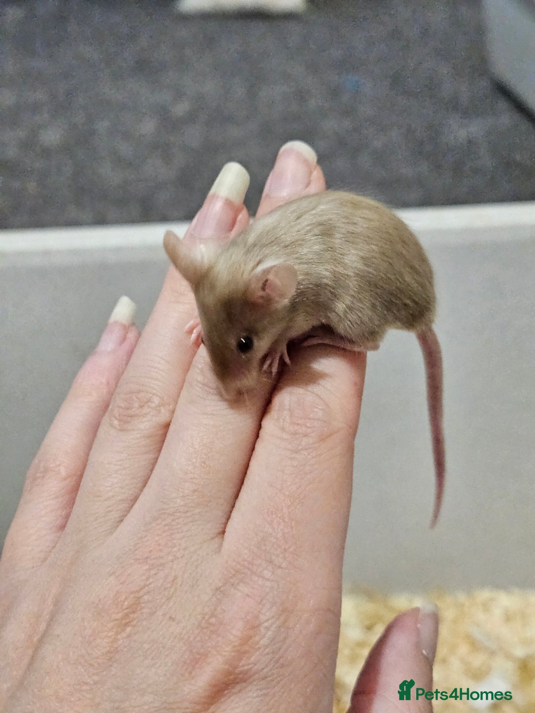 Mouse rodents for sale: Female fancy mice  - Image 13