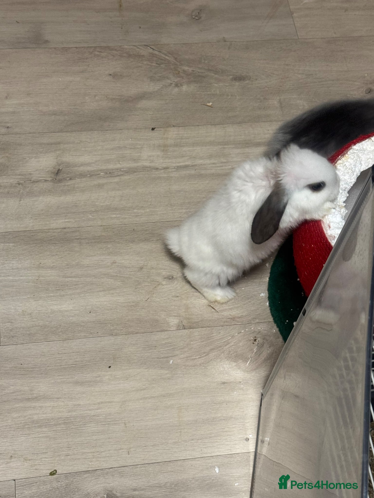 Mixed Breed rabbits Dwarf lop eared bunnies x3 - Advert 1