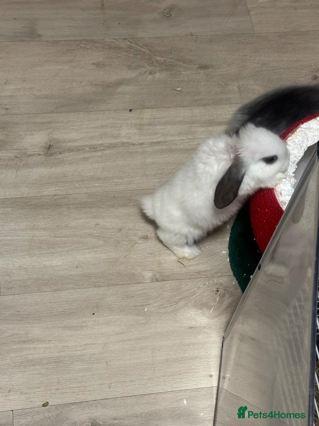 Mixed Breed rabbits for sale: Dwarf lop eared bunnies x3 in Basildon - Advert 1