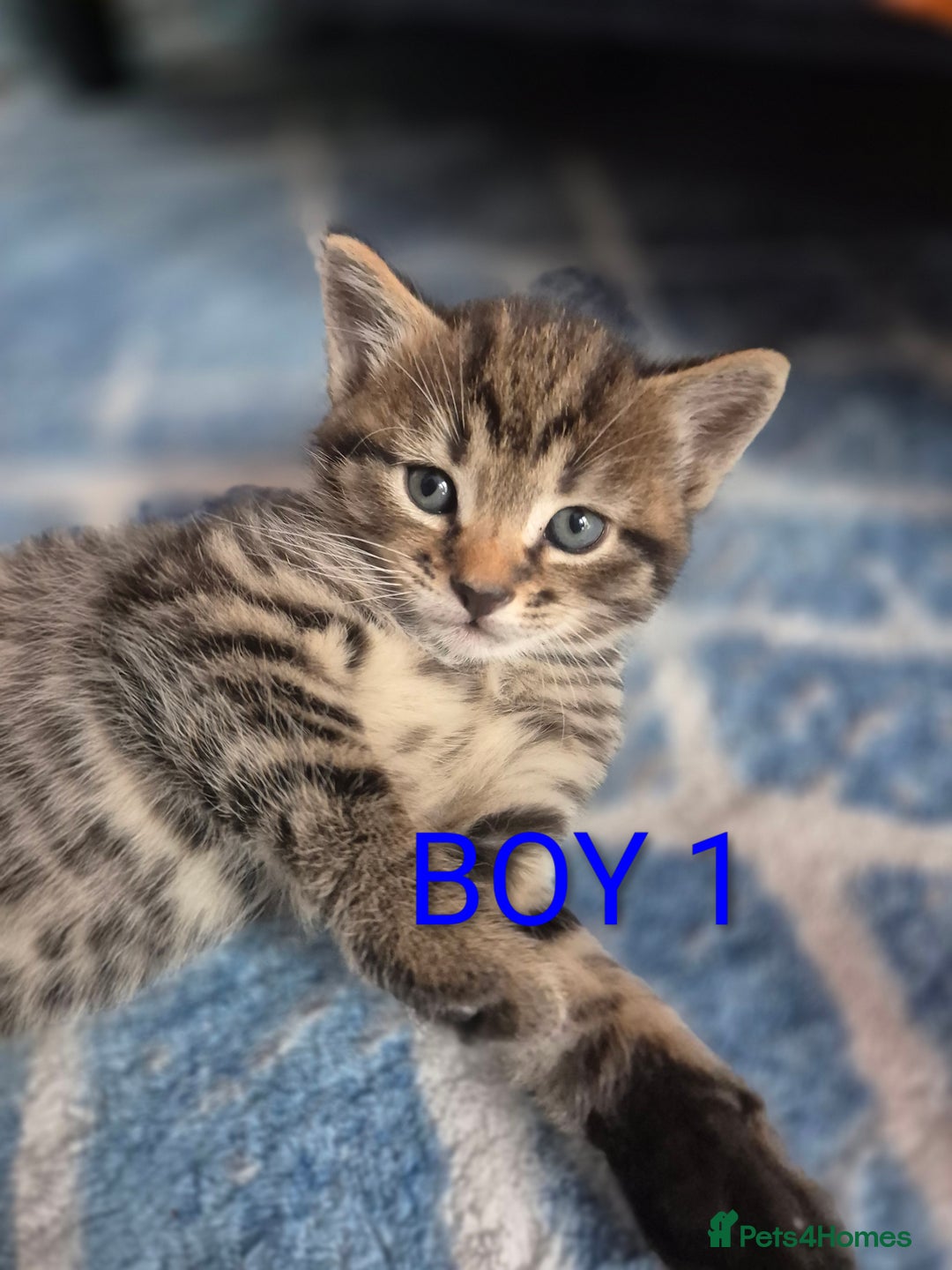 Mixed Breed cats for sale: kittens - Image 2