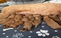 Cavapoo dogs for sale: Gorgeous Cavapoo's - Image 2