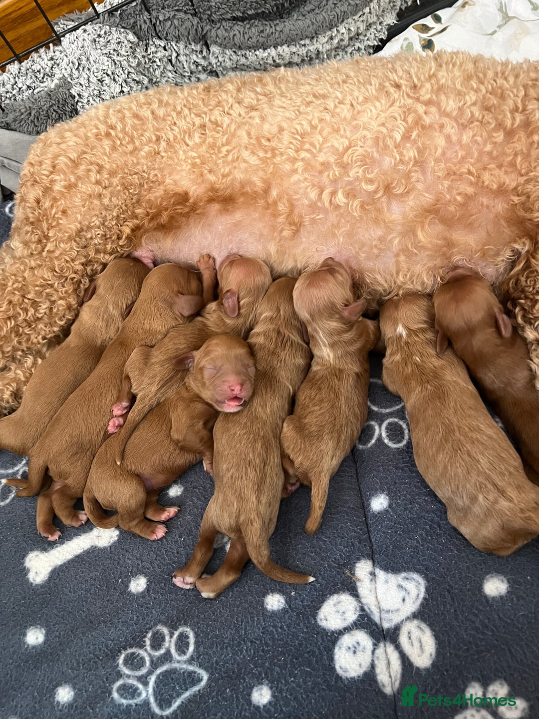 Cavapoo dogs for sale: Gorgeous Cavapoo's - Image 2