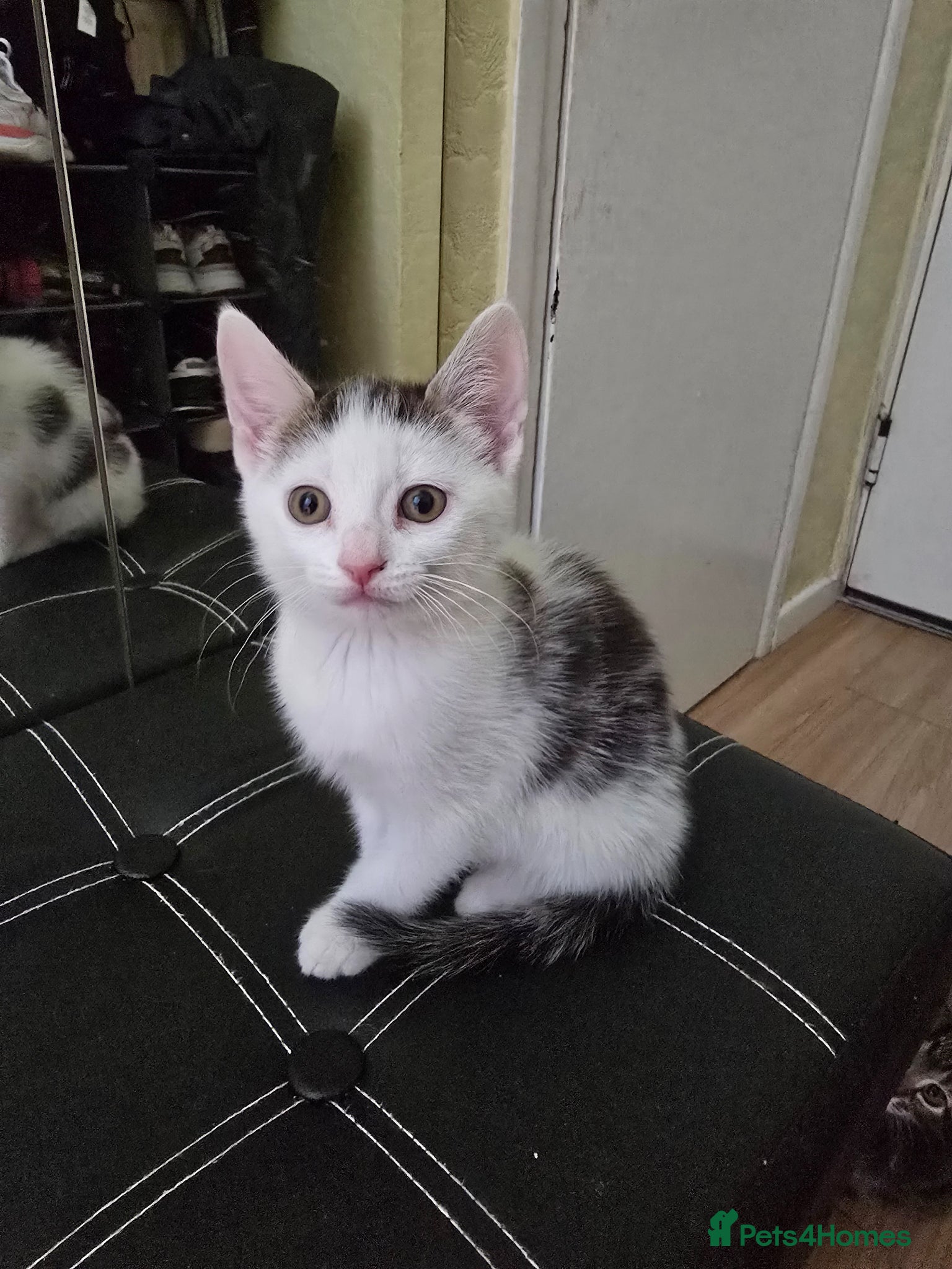Mixed Breed cats 1 kitten available  - Advert 13