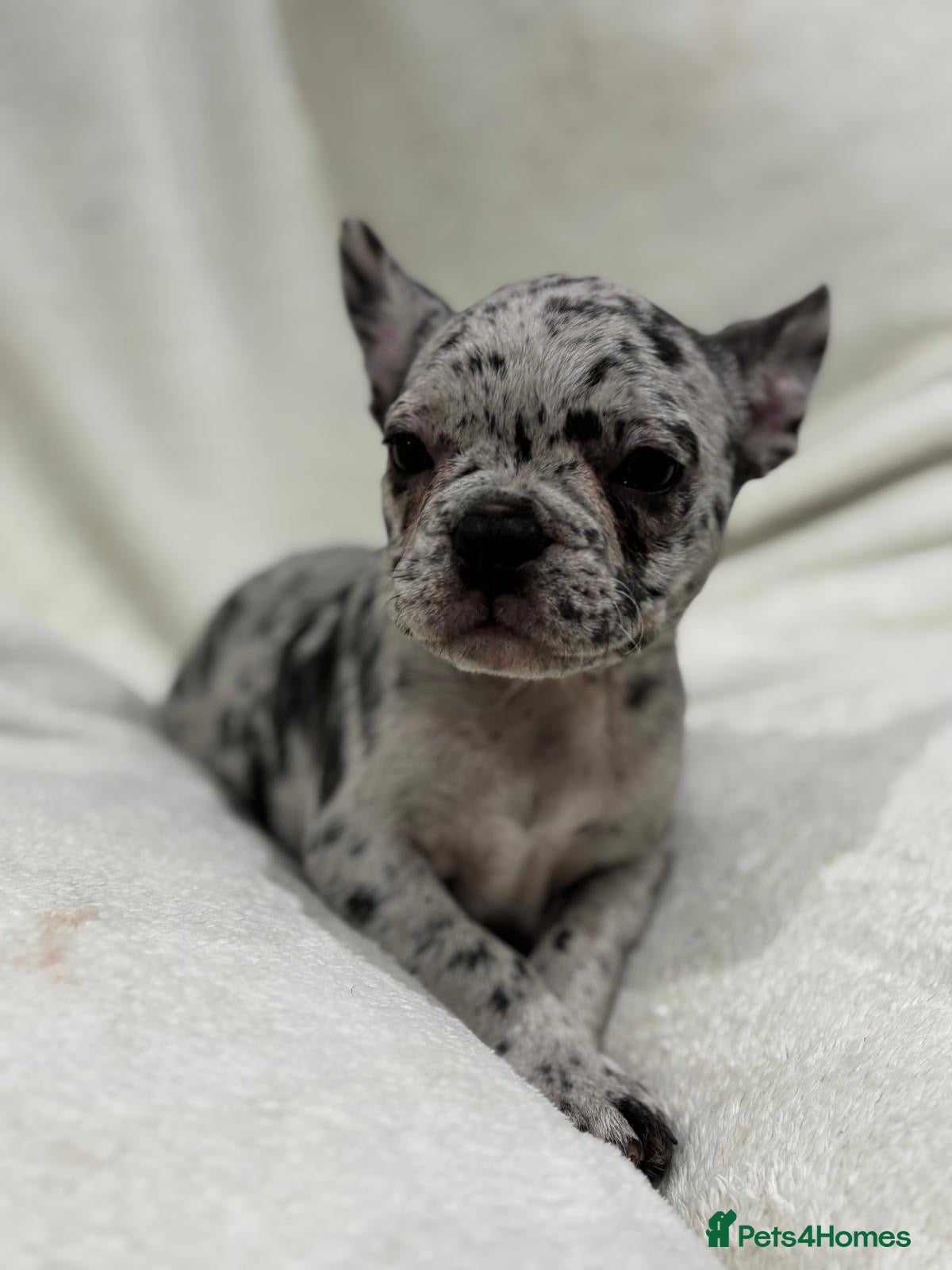 French Bulldog dogs Female French bulldog  - Advert 12