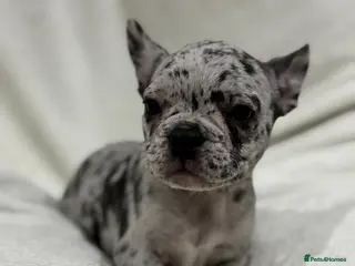 French Bulldog dogs Female French bulldog - Advert 12