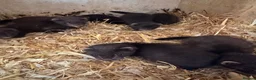 Ferret rodents for sale: Black ferrets  - Advert 3