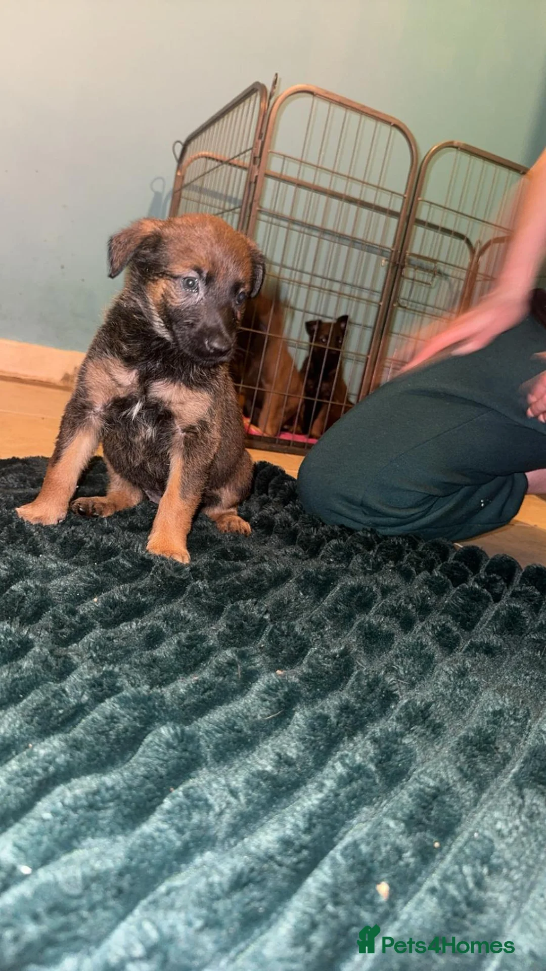 Belgian Shepherd Dog dogs for sale: Belgium malinois puppies  - Advert 14