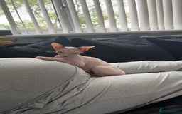 Sphynx cats for sale: Sphynx kitten for sale  - Image 3
