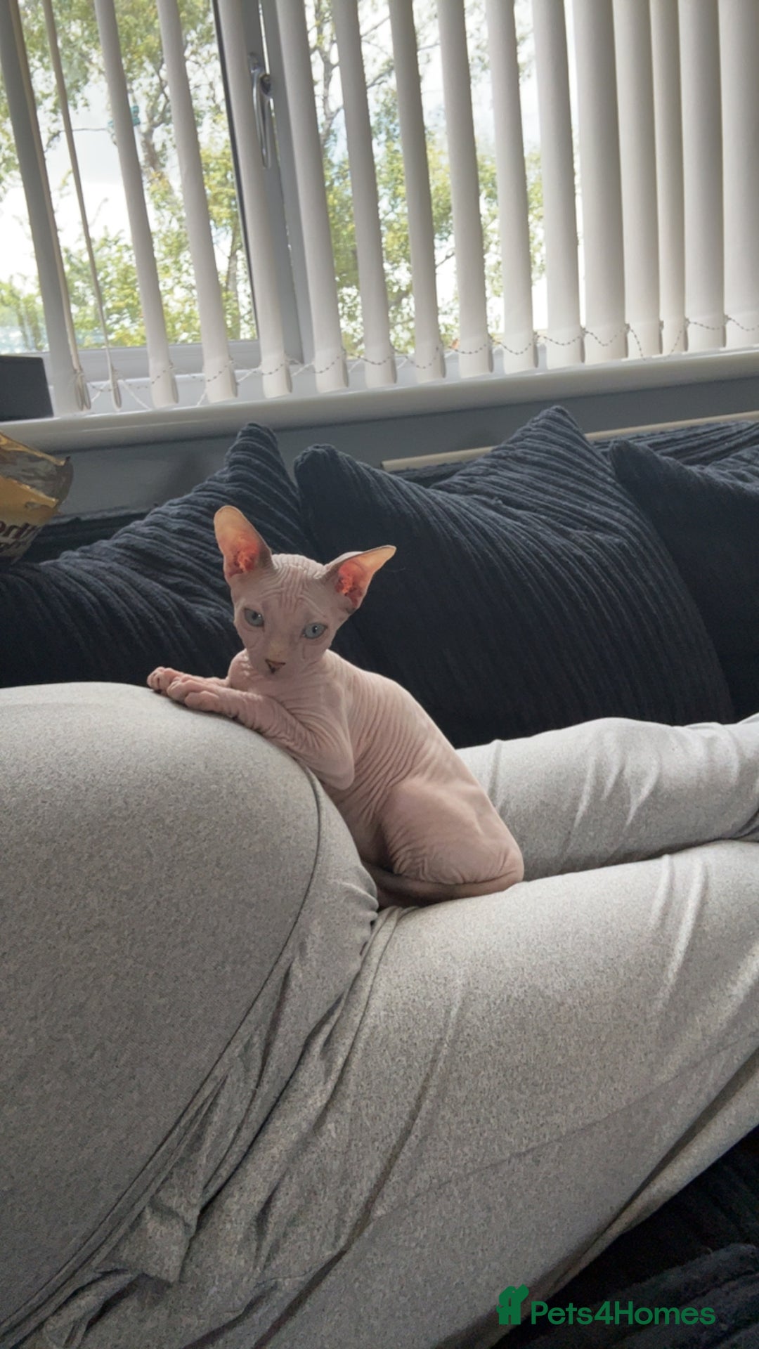Sphynx cats for sale: Sphynx kitten for sale  - Image 3
