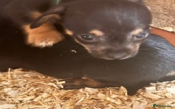 Mixed Breed dogs for sale: 5 stunning tiny miniature Chihuahua X terrier - Image 13
