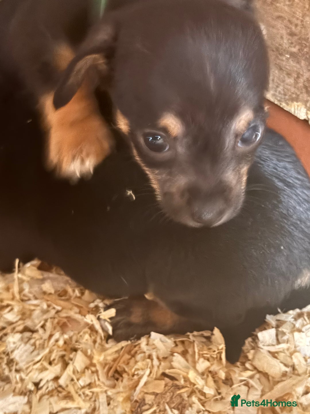 Mixed Breed dogs for sale: 5 stunning tiny miniature Chihuahua X terrier - Image 13