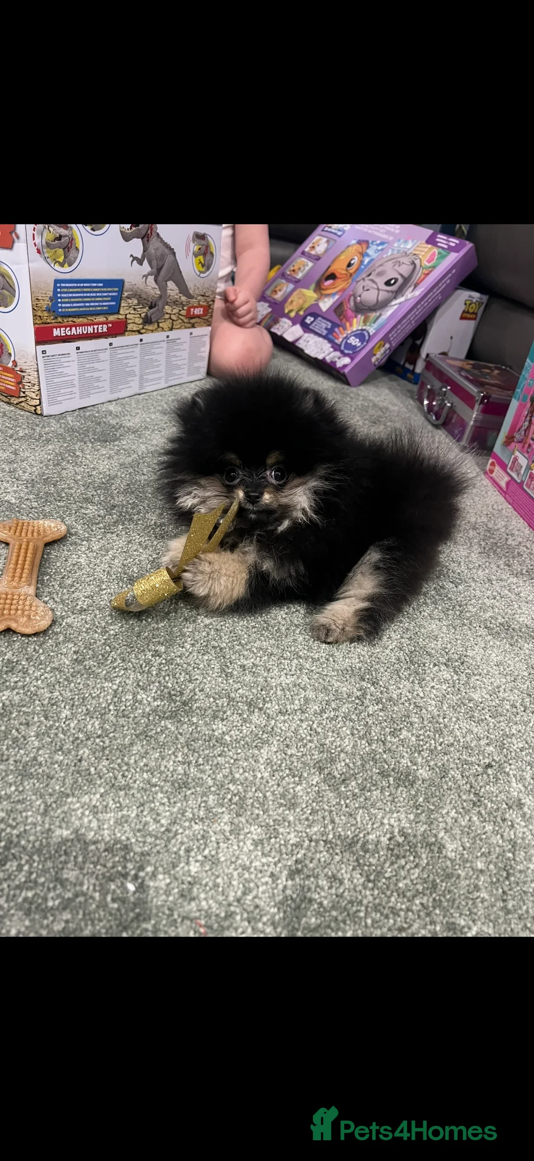 Pomeranian dogs for sale: Mini female Pomeranian - Advert 5