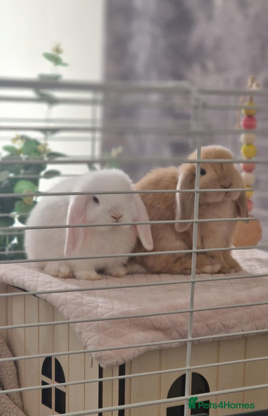 Mini Lop rabbits for sale: Two beautiful mini lops - Advert 1